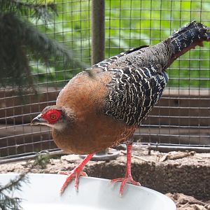 Siamese fireback pheasant hen (Lophura diardi), 2019-05-25