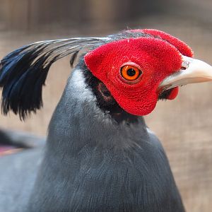 Siamese fireback pheasant rooster (Lophura diardi), 2019-05-25