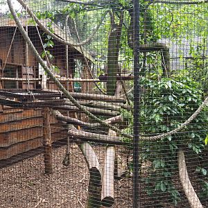 Golden-headed lion tamarin exhibit, 2019-05-25