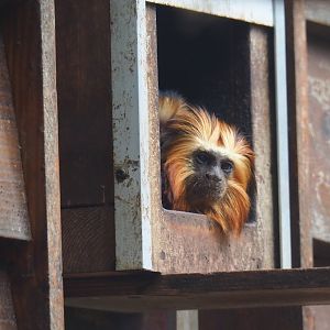 Golden-headed lion tamarin (Leontopithecus chrysomelas), 2019-05-25