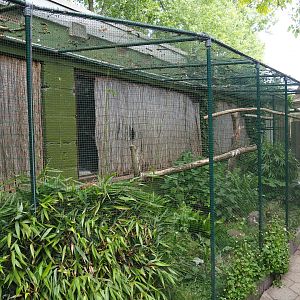 Common green magpie and Spotted dikkop aviary, 2019-05-25
