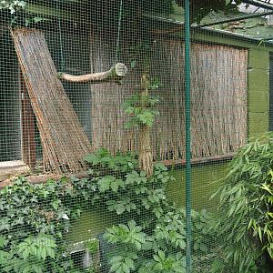 Common green magpie and Spotted dikkop aviary, 2019-05-25