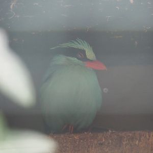 Common green magpie (Cissa chinensis), 2019-05-25