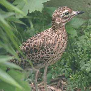 Spotted dikkop (Burhinus capensis), 2019-05-25