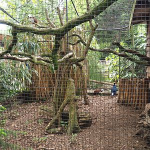 Vietnamese pheasant and Cotton-top tamarin exhibit, 2019-05-25