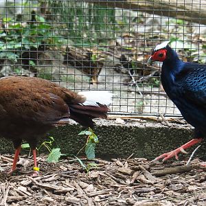 Vietnamese pheasant pair (Lophura hatinhensis), 2019-05-25