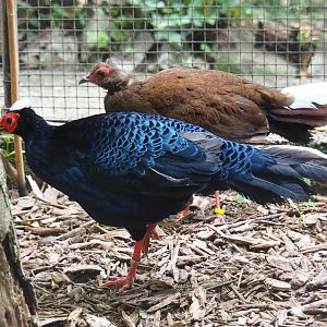 Vietnamese pheasant pair (Lophura hatinhensis), 2019-05-25