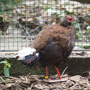 Vietnamese pheasant hen (Lophura hatinhensis), 2019-05-25