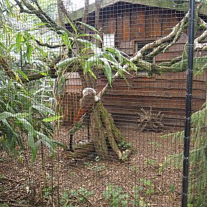 Vietnamese pheasant and Cotton-top tamarin exhibit, 2019-05-25