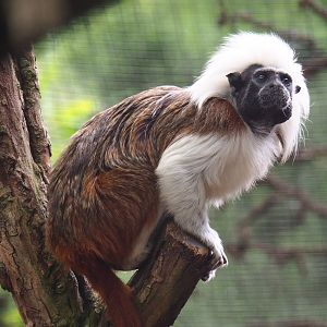 Cotton-top tamarin (Saguinus oedipus), 2019-05-25