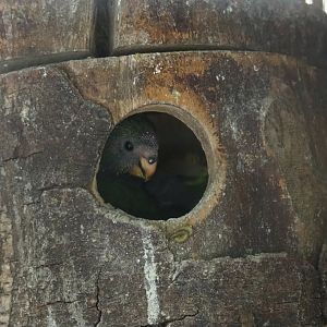 Red-crowned kakariki chick in nesting block (Cyanoramphus novaezelandiae), 2019-05-25