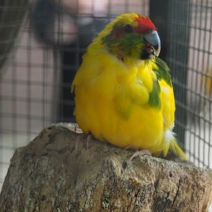 Red-crowned kakariki (Cyanoramphus novaezelandiae), 2019-05-25