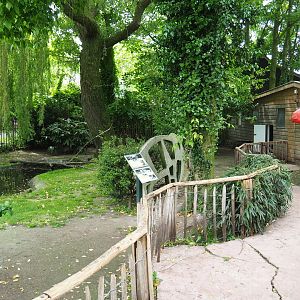 Pink-backed pelican and Great white pelican exhibit, 2019-05-25