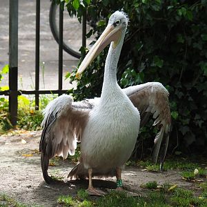 Pink-backed pelican (Pelecanus rufescens), 2019-05-25
