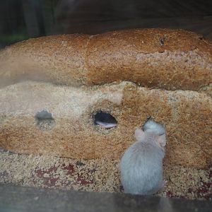 Domestic mice (Mus musculus domestica) in loaf of bread, 2019-05-25