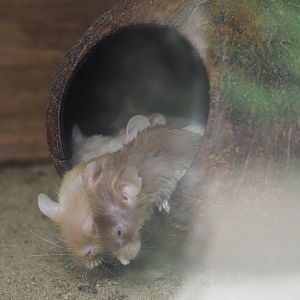 Domestic mice (Mus musculus domestica) in a coconut, 2019-05-25