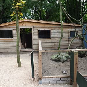 Southern tamandua house and striped skunk/Southern tamandua exhibit, 2019-05-25