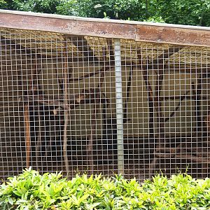 Northern yellow-throated marten cage, 2019-05-25