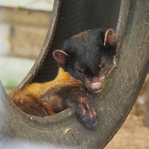 Northern yellow-throated marten (Martes flavigula aterrima), 2019-05-25