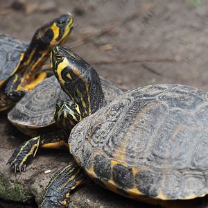 Cumberland sliders (Trachemys scripta troostii), 2019-05-25