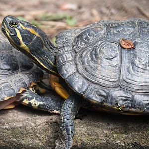 Cumberland slider (Trachemys scripta troostii), 2019-05-25