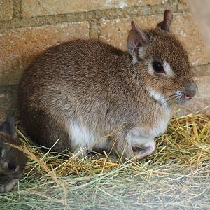 Chacoan maras (Dolichotis salinicola), 2019-05-25