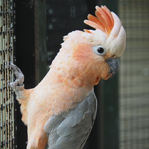 Galah x Lesser sulphur-crested hybrid cockatoo (Eolophus roseicapilla x Cacatua sulphurea), 2019-05-25