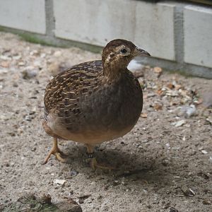 Chilean tinamou (Nothoprocta perdicaria), 2019-05-25