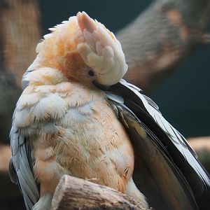 Galah x Lesser sulphur-crested hybrid cockatoo (Eolophus roseicapilla x Cacatua sulphurea), 2019-05-25
