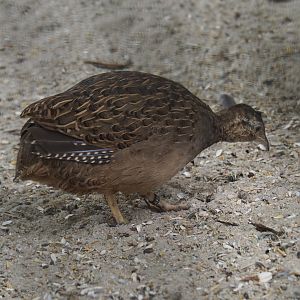 Chilean tinamou (Nothoprocta perdicaria), 2019-05-25