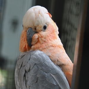 Galah x Lesser sulphur-crested hybrid cockatoo (Eolophus roseicapilla x Cacatua sulphurea), 2019-05-25