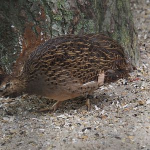 Chilean tinamou (Nothoprocta perdicaria), 2019-05-25