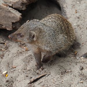 Banded mongoose (Mungos mungo), 2019-05-25