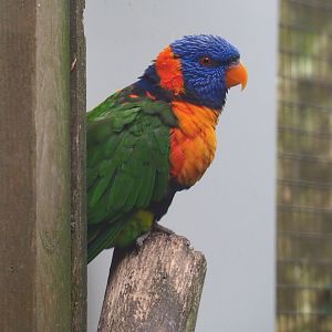 Red-collared lorikeet (Trichoglossus rubritorquis), 2019-05-25