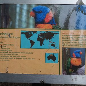 Sign Red-collared lorikeet, 2019-05-25