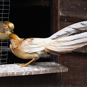 Yellow golden pheasant roosters (Chrysolophus pictus), 2019-05-25