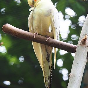 Lutino pied cockatiel (Nymphicus hollandicus), 2019-05-25