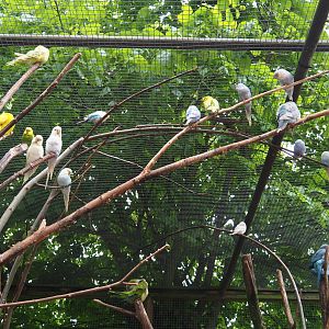 Parakeets, 2019-05-25