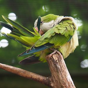 Quaker parrot (Myiopsitta monachus), 2019-05-25