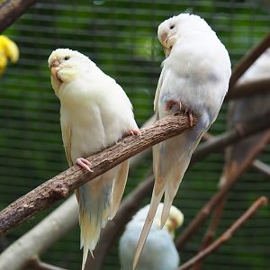 Pied budgerigars (Melopsittacus undulatus), 2019-05-25