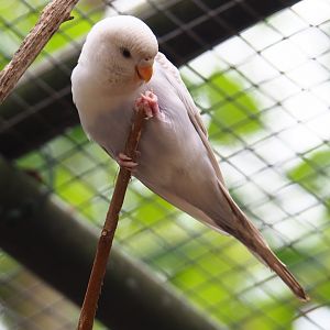 Pied budgerigar (Melopsittacus undulatus), 2019-05-25