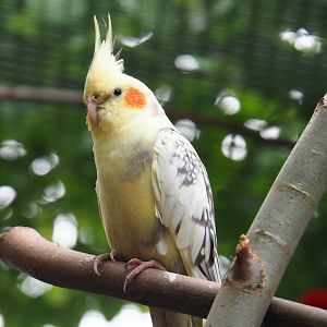 Lutino pearl pied cockatiel (Nymphicus hollandicus), 2019-05-25