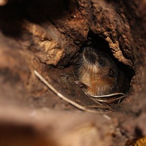 Rakali (Water rat) (Hydromys chrysogaster)