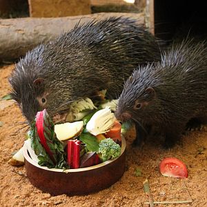 Palawan porcupine (Hystrix pumila)