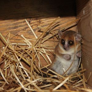 Ganzhorn's mouse lemur (Microcebus ganzhorni)