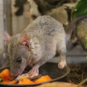 Gray short-tailed opossum (Monodelphis domestica)