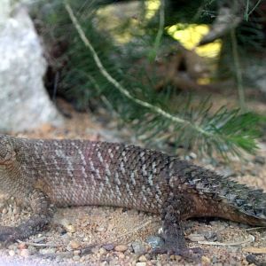 Gidgee spiny-tailed skink (Egernia stokesii)
