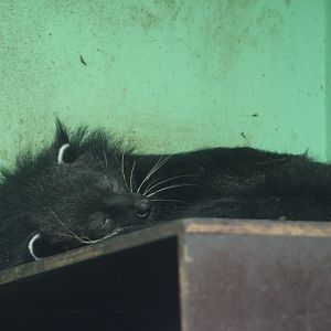 Palawan binturong (Arctictis binturong whitei)