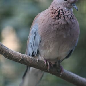Senegal Laughing dove (Streptopelia senegalensis senegalensis)