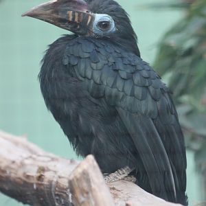 Visayan tarictic hornbill (Penelopides panini panini) - female